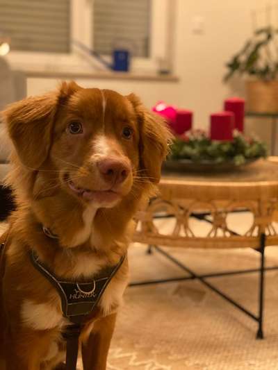 Nova Scotia Duck Tolling Retriever-Beitrag-Bild