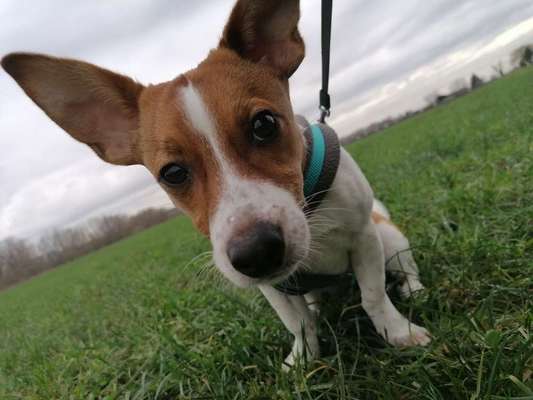 Hundetreffen-Spaziergang/spielrunde-Bild