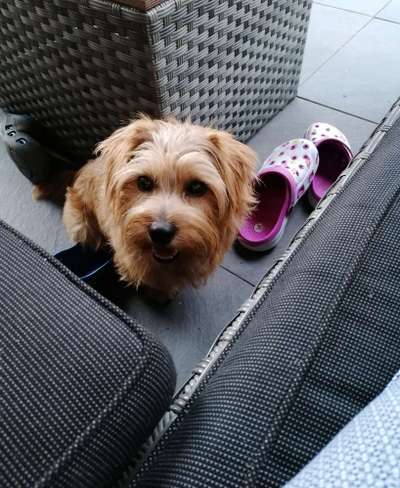 Norfolk Terrier-Beitrag-Bild