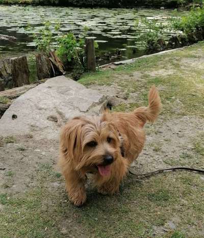 Dogorama Photo Challenge - Steine/Felsen-Beitrag-Bild