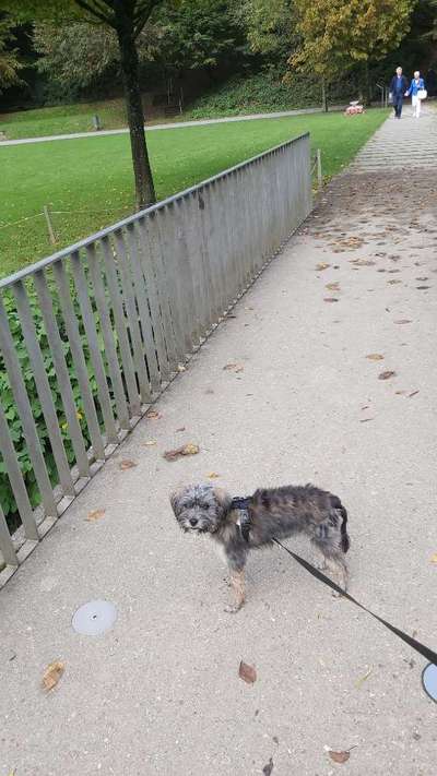 Hundetreffen-Treffen um zu spielen-Bild