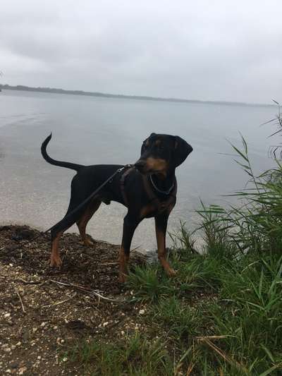 Liebhaber des Deutschen Pinscher gesucht.-Beitrag-Bild