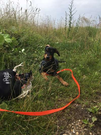 Liebhaber des Deutschen Pinscher gesucht.-Beitrag-Bild