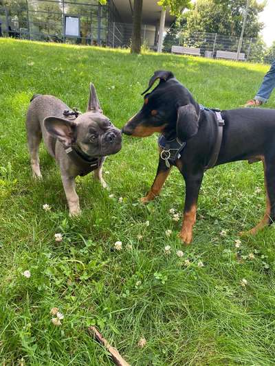 Liebhaber des Deutschen Pinscher gesucht.-Beitrag-Bild