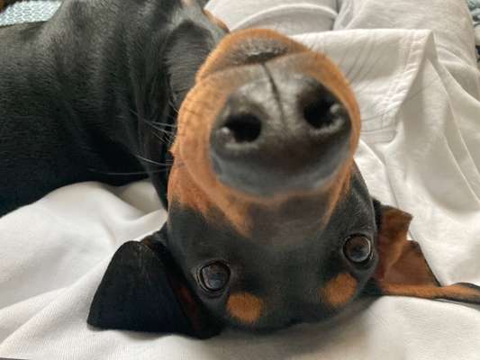 Liebhaber des Deutschen Pinscher gesucht.-Beitrag-Bild