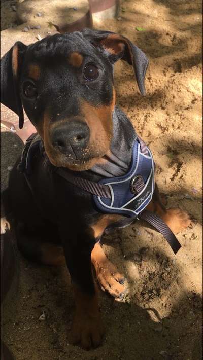 Liebhaber des Deutschen Pinscher gesucht.-Beitrag-Bild