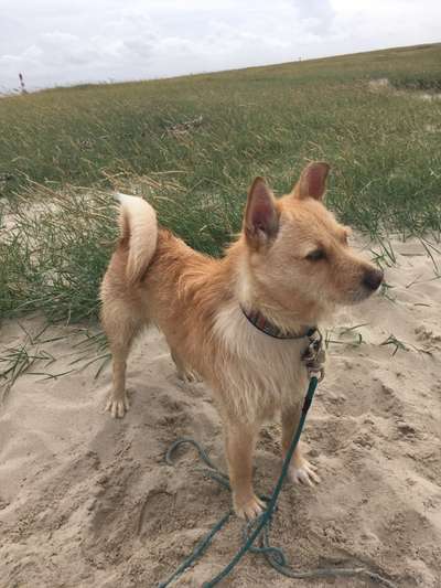 Auslandstierschutz-Beitrag-Bild