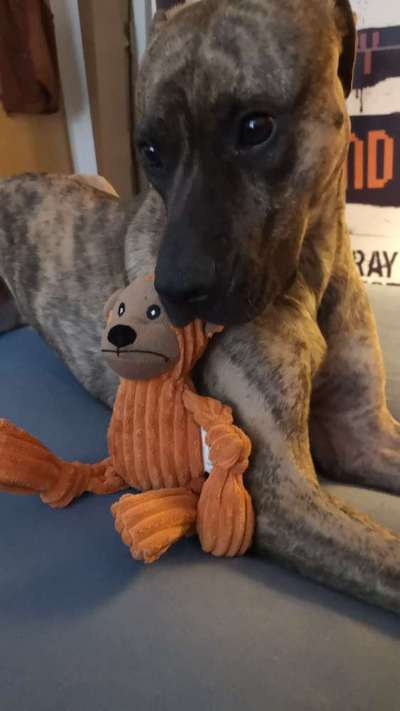 Brutus kann nicht schwimmen-Beitrag-Bild