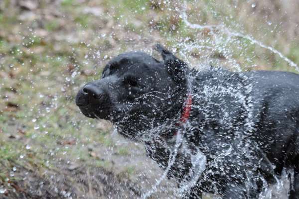 Dogorama-Monats-Challenge-Mai "Wasser"-Beitrag-Bild