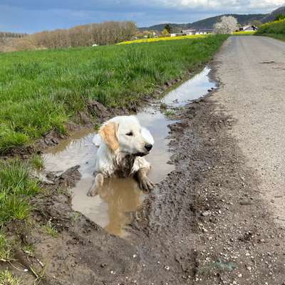 Hundetreffen-Toben durchs Feld-Bild