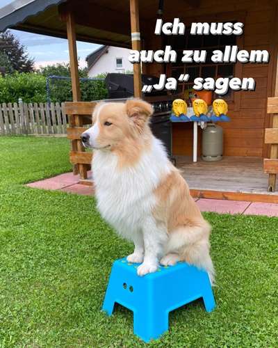 Border Collie-Beitrag-Bild