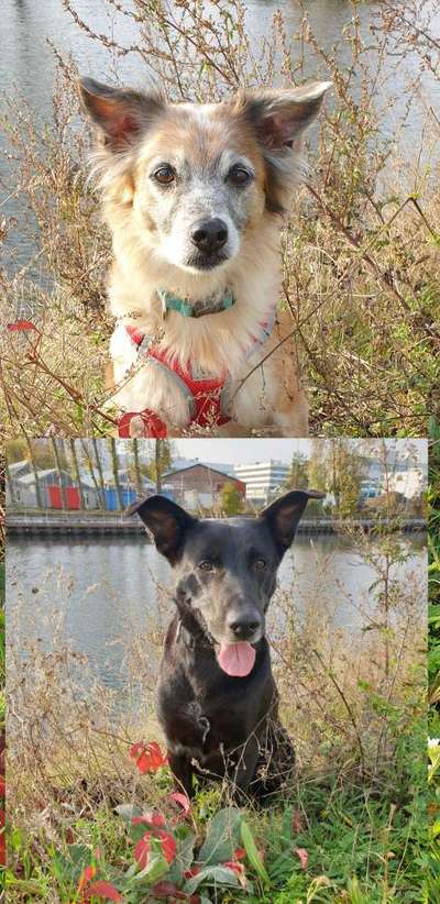 Welpenfotos-Beitrag-Bild