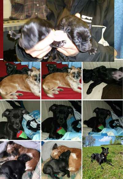 Welpenfotos-Beitrag-Bild