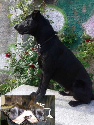 Welpenfotos-Beitrag-Bild