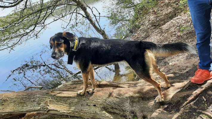 Dogorama-Monats-Challenge-Mai "Wasser"-Beitrag-Bild