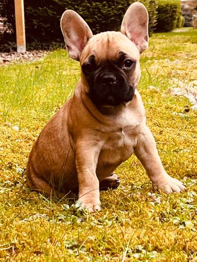Französische Bulldoggen-Beitrag-Bild
