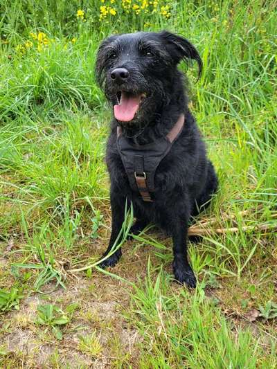 Labradorfans-Beitrag-Bild