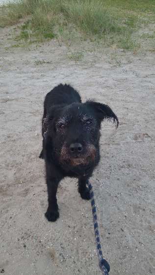 Unsere Fellnasen-Vielfalt im Überblick!-Beitrag-Bild