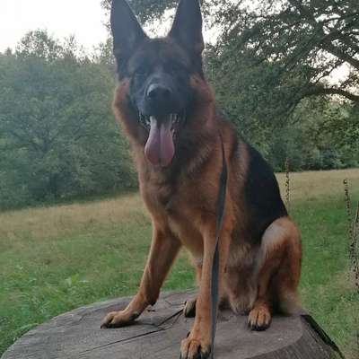 Hundetreffen-Zusammen spazieren gehen-Bild