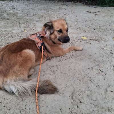 Hundetreffen-Spielkameraden gesucht-Bild