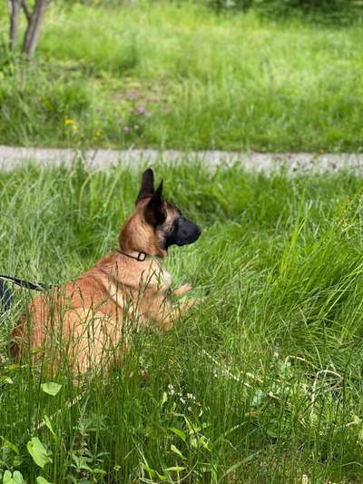 Die Dogorama Monats Challenge "Es grünt und blüht"-Beitrag-Bild