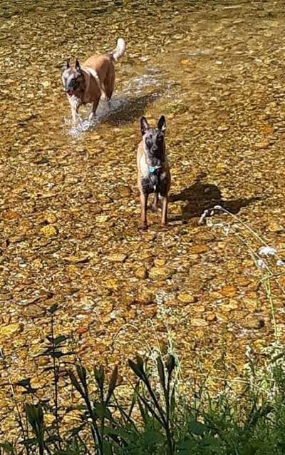 Die Dogorama Monats Challenge "Es grünt und blüht"-Beitrag-Bild