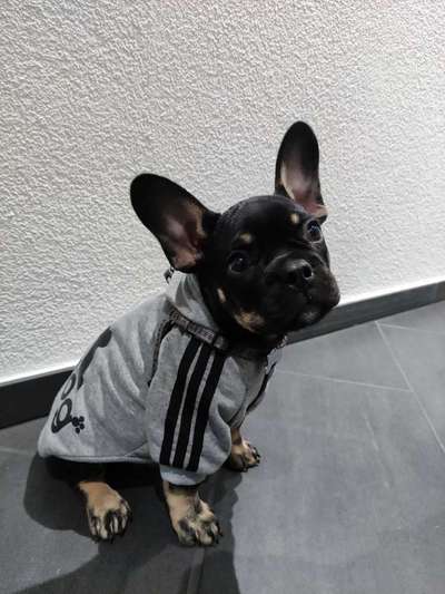 Französische Bulldoggen-Beitrag-Bild