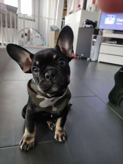 Französische Bulldoggen-Beitrag-Bild