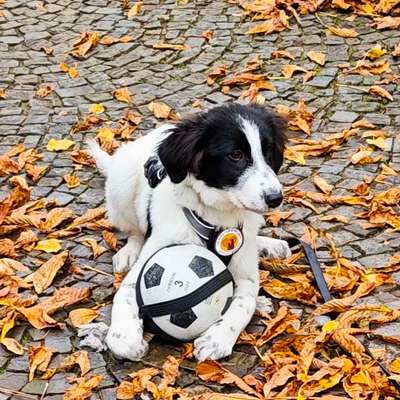 Hundetreffen-Spieltreffen Mengede-Bild