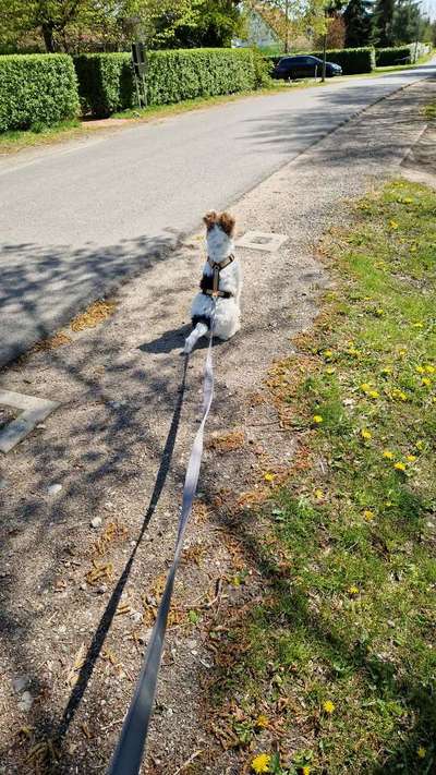 Hundetreffen-Junghund Spiel-und Gassirunden-Bild