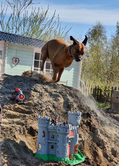 Rhodesian Ridgeback-Beitrag-Bild