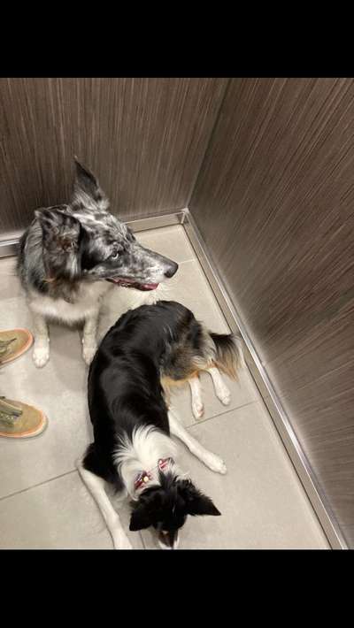 28.Imulskontrollübung             ,,Fahrstuhl fahren ,,-Beitrag-Bild