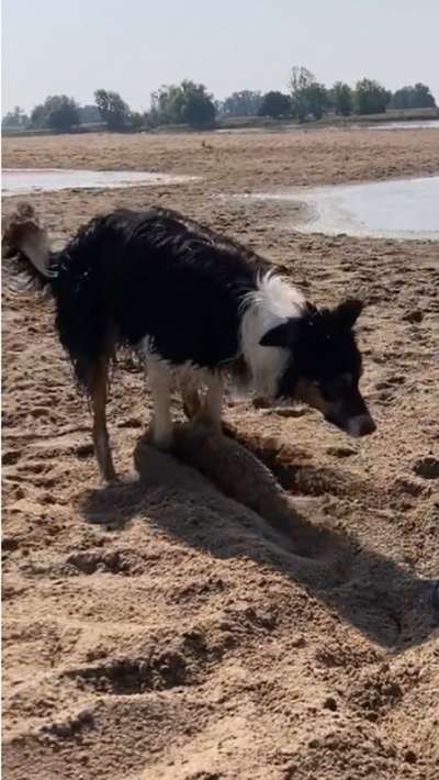 Dogorama Photo Challenge - Buddeln-Beitrag-Bild