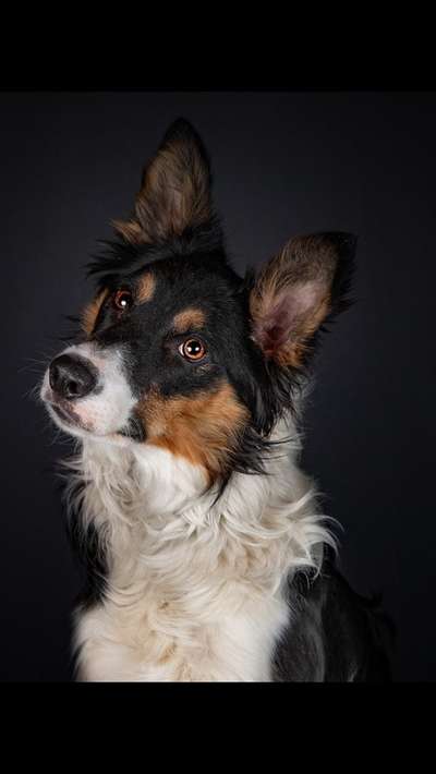 Dogorama Photo Challenge - Portrait-Beitrag-Bild