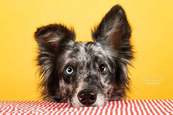 Dogorama Photo Challenge - Portrait-Beitrag-Bild