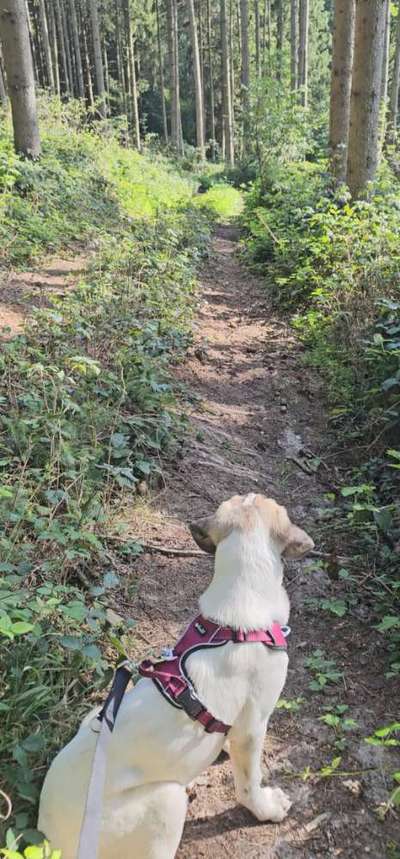 Foto -Challenge  Thema : Dein Hund Im Wald-Beitrag-Bild