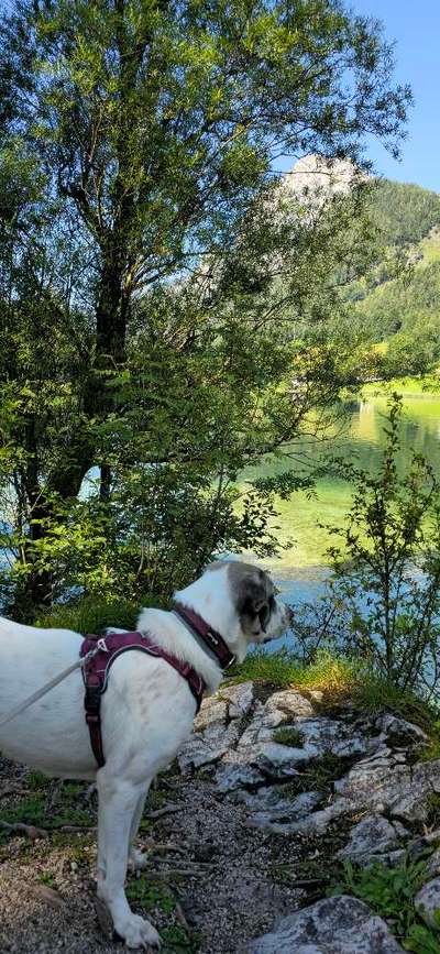 Foto -Challenge  Thema : Dein Hund Im Wald-Beitrag-Bild