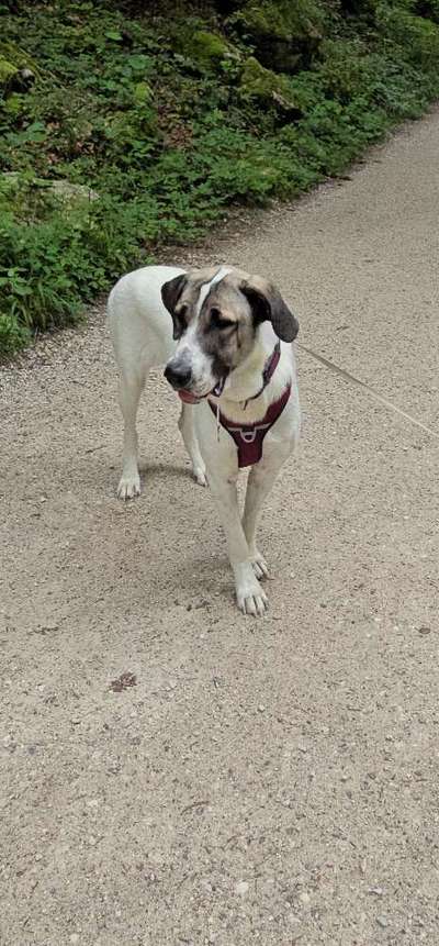 Hundetreffen-Entspannte Gassi Runde-Bild