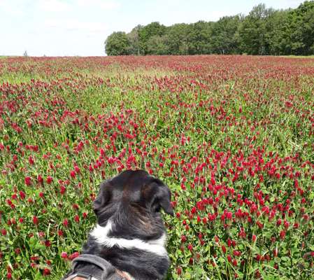 Die Dogorama Monats Challenge "Es grünt und blüht"-Beitrag-Bild