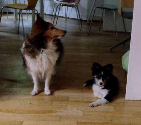 Shelties-Beitrag-Bild