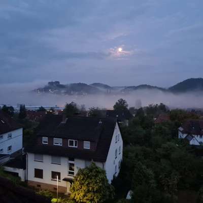 Hundetreffen-Spazieren gehen in der natur