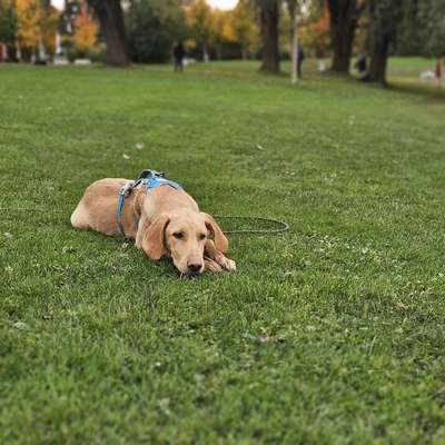 Hundetreffen-Spielkameraden gesucht-Bild
