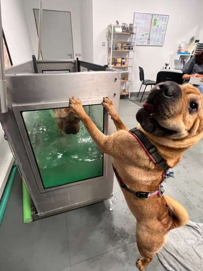 %{de_profession_title}-Unterwasserlaufband, Trockenlaufband uvm-Bild