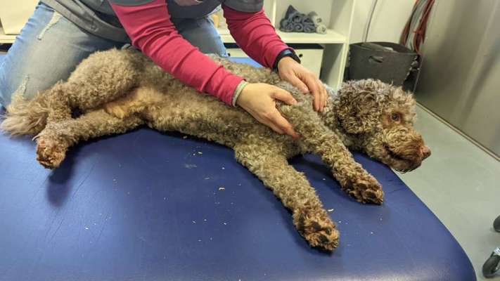 %{de_profession_title}-Tierphysiotherapie und Osteopathie-Bild