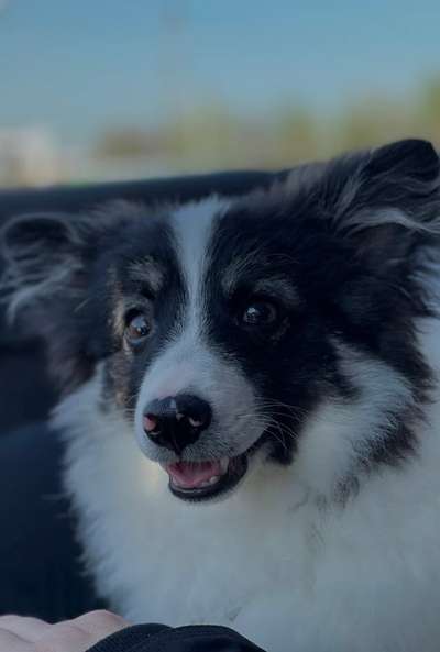Fotosammlung: ,,Der natürliche Hund" Unbearbeitet, ungestellt und in Natura-Beitrag-Bild
