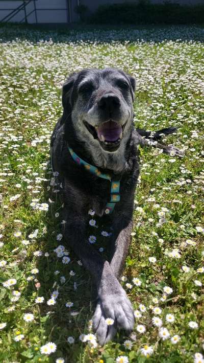 Osteosarkom Senior-Beitrag-Bild