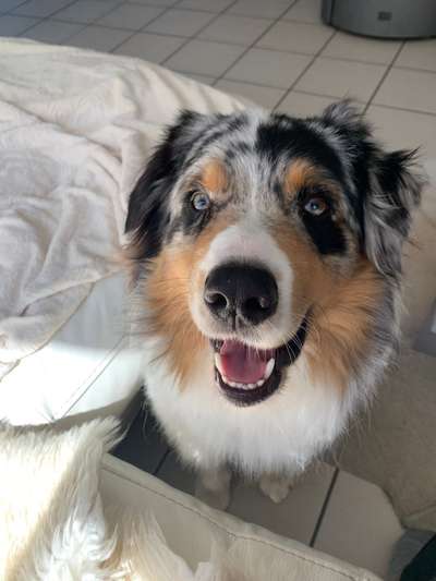 Wie heißt dein Hund?-Beitrag-Bild