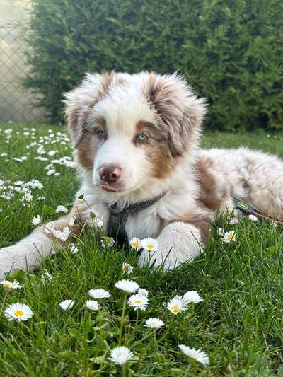 Hundetreffen-Welpentreffen Leipzig-Bild