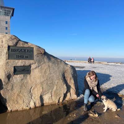 Hundetreffen-Gassirunde in Schaumburg