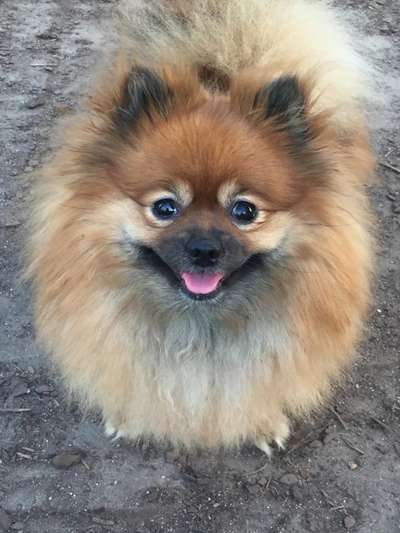 Hundetreffen-Pom-Freundschaft 1010 Wien-Bild